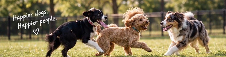 Three dogs playing together in a park